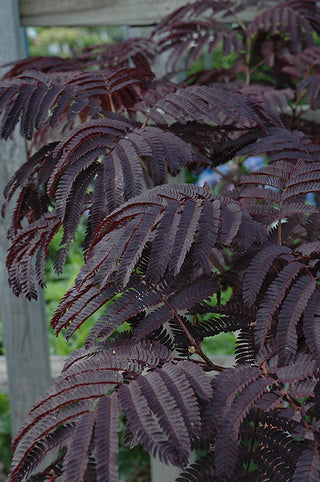 Summer Chocolate Mimosa Tree (ALBIZIA JULIBRISSIN SUMMER CHOCOLATE) - 5 gallon