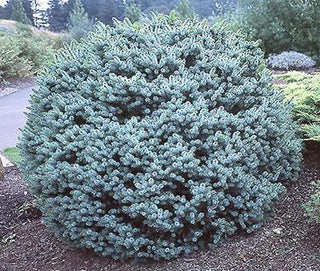 Dwarf Sitka Spruce (Picea sitchensis 'Papoose') - 1 gallon