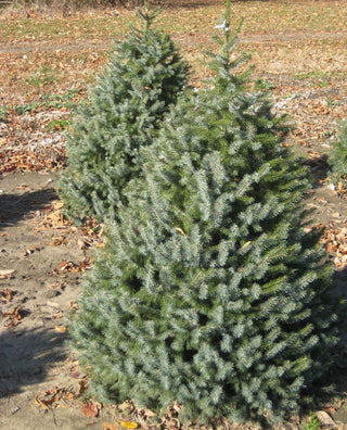 Serbian Spruce (Picea omorika) - 6" ECO POT