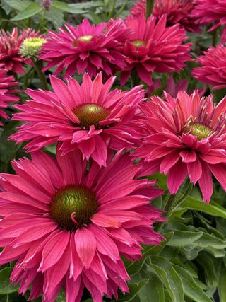 Sunseekers™ ‘Sweet Fuchsia’ Coneflower (Echinacea Sunseekers 'Sweet Fuchsia') - QT