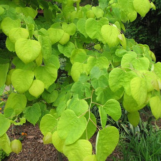 Hearts of Gold Redbud (Cercis canadensis 'Hearts of Gold') - 3 gallon TREE
