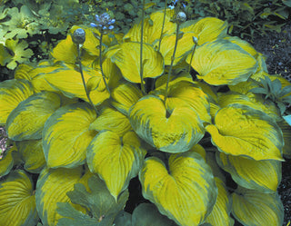 Old Glory Plantain Lily (Hosta 'Old Glory') - QT