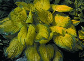 Stained Glass Plantain Lily (Hosta stained 'Stained Glass') - QT