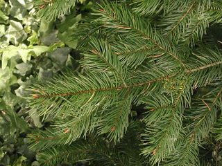 Douglas Fir (Pseudotsuga menziesii) - 1 gallon 12"