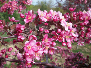 Purple Prince Crabapple (Malus ‘Purple Prince’) - 3 gallon TREE