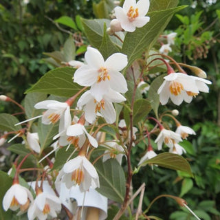 Evening Light Snowbell (Styrax japonicus 'Evening Light') - 3 gallon TREE