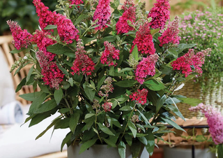 Li'l Raspberry™ Butterfly Bush (Buddleia davidii ‘Lil Raspberry’ (BotEx 006 PP34500)) - 1 gallon