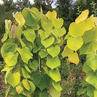 Golden Falls® Weeping Redbud (Cercis canadensis 'Golden Falls') - 2 gallon 36"