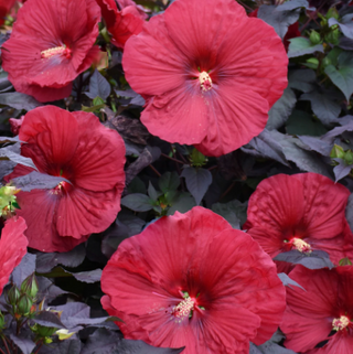 Summerific® 'Holy Grail' Rose Mallow (Hibiscus holy 'Grail') - 1 gallon