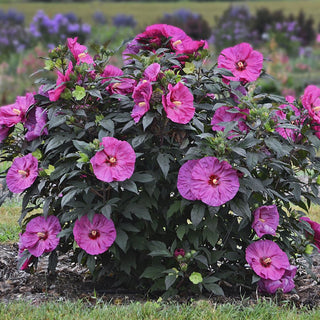 Summerific® 'Berry Awesome' Rose Mallow (Hibiscus x 'Summerific Berry Awesome') - 1 gallon