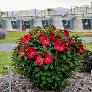Summerific® 'Valentine's Crush' Rose Mallow (Hibiscus x 'Summerific Valentines Crush') - 1 gallon