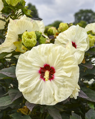 SUMMERIFIC® ‘Coconut Cream’ Rose Mallow (Hibiscus 'Coconut Cream') - 1 gallon