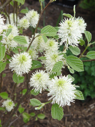 Mount Airy Dwarf Fothergilla (Fothergilla gardenii 'Mount Airy') - QT
