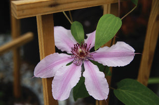 Double Rose™ Clematis (Clematis double 'CleminovA29') - 1 gallon