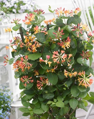 CORAL STAR™ HONEYSUCKLE (Lonicera x 'Celestial') - QT