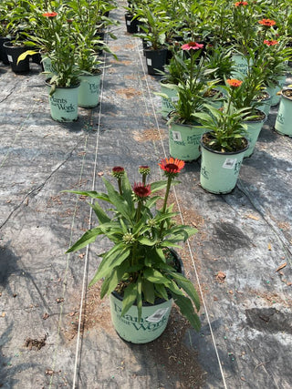 Sunseekers® Orange Coneflower (Echinacea SunSeekers Orange ('Apecssior'PBR)) - QT