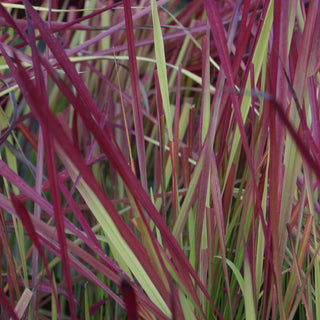 Japanese Blood Grass (Imperata koenigii 'Red Baron') - QT