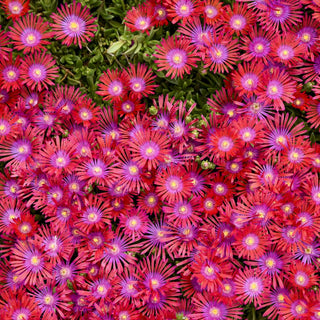 FLASHMOB™ 'Action Shot' Ice Plant (Delosperma 'Action Shot') - QT