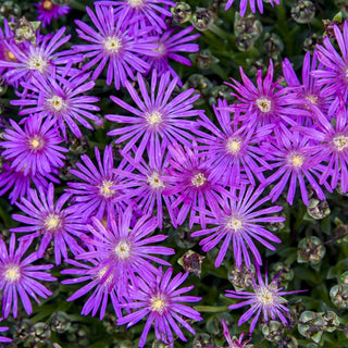 FLASHMOB™  'Electric Slide' Ice Plant (Delosperma 'Electric Slide') - QT