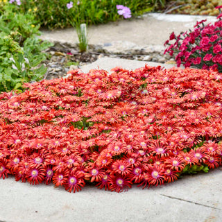 FLASHMOB™ ‘Macarena’ Ice Plant (Delosperma ‘Macarena’) - QT