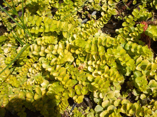 Golden Creeping Jenny (Lysimachia nummularia 'Aurea') - QT