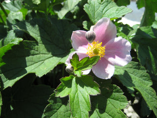 September Charm Anemone (Anemone x hybrida 'September Charm') - QT