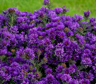 Grape Crush New England Aster (Aster grape 'Crush') - QT