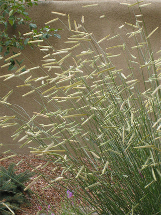 Blonde Ambition Blue Grama Grass (Bouteloua 'Blonde Ambition') - 1 gallon