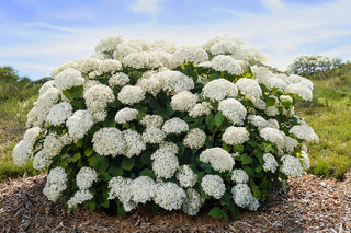 FlowerFull® Smooth Hydrangea (Hydrangea arborescens 'Flowerfull') - QT
