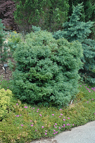 Mushroom Japanese Cedar (CRYPTOMENRIA J MUSHROOM) - 2 gallon