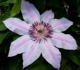 Nelly Moser Clematis (Clematis 'Nelly Moser') - 1 gallon