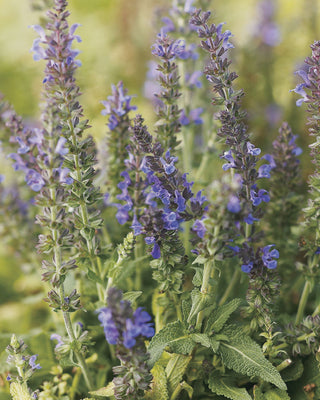 Marcus™ Meadow Sage (Salvia x 'Marcus') - 1 gallon