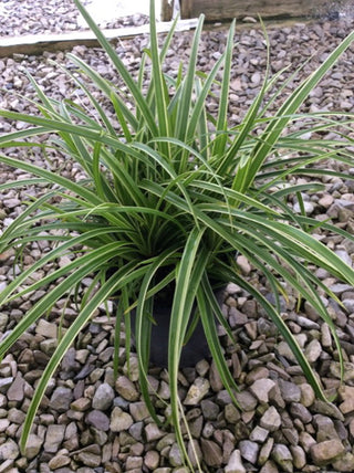 Ice Dance Sedge (Carex morrowii 'Ice Dance') - 1 gallon