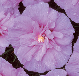 Lavender Chiffon® Rose of Sharon (Hibiscus syriacus 'Notwoodone') - 3 gallon 30"