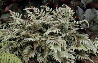 Japanese Painted Fern (Athyrium nipponicum 'Pictum') - 1 gallon