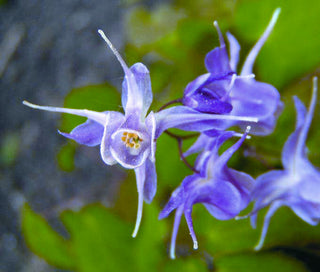 Lilafee Barrenwort (Epimedium grandiflorum 'Lilafee') - 1 gallon