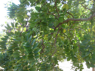 Lace Lady Black Locust (Robinia pseudoacacia 'Twisty Baby') - 3 gallon 30"