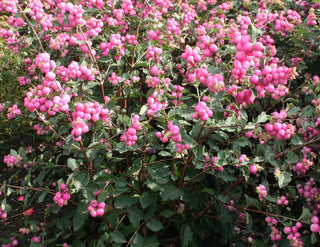 Magical® Galaxy Snowberry (Symphoricarpos 'Sweet Kolmagics') - 3 gallon 15"