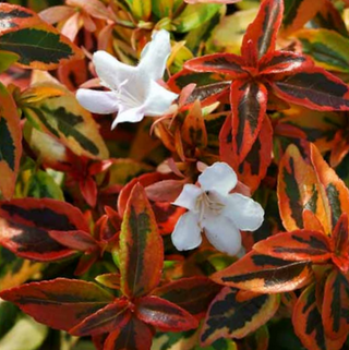 Kaleidoscope Abelia (Abelia kaleidoscope) - 2 gallon 12"