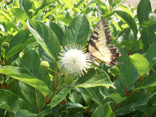 Magical® Moonlight ButtonBush (Cephalanthus magical 'Magical Moonlight') - 3 gallon 15"