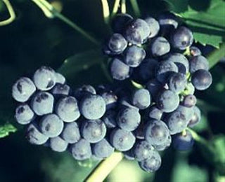 Mars Grape (Vitis mars 'Mars') - 1 gallon