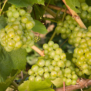 Lakemont Grape (Vitis lakemont 'Lakemont') - 1 gallon