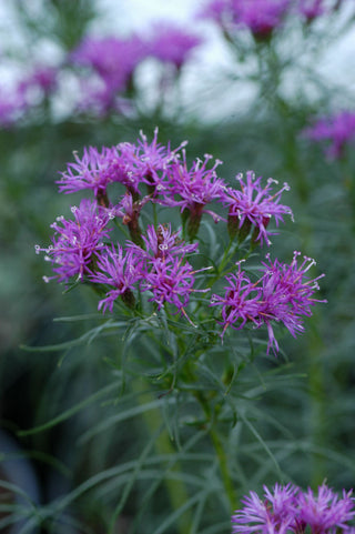 Iron Butterfly Narrow-leaf Ironweed (Vernonia lettermannii 'Iron Butterfly') - 2 gallon