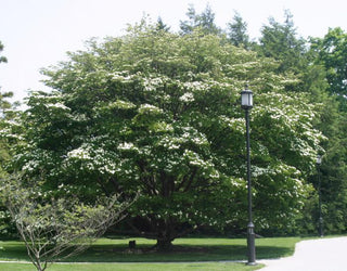 Kousa Dogwood  (Cornus kousa) - 3 gallon 48"
