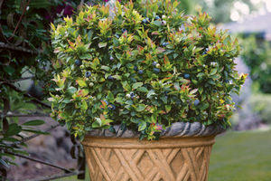 Jelly Bean® Blueberry (Vaccinium x 'Jelly Bean') - 1 gallon