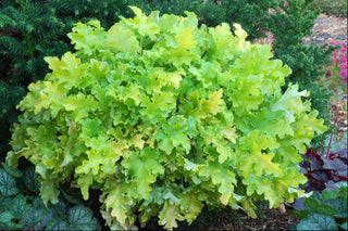 Lime Marmalade Coral Bells (Heuchera lime 'Marmalade') - 1 gallon