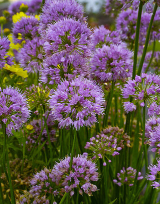 Millenium Ornamental Onion (Allium millenium 'Millenium') - 1 gallon