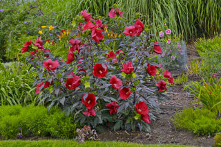 Midnight Marvel Rose Mallow (Hibiscus moscheutos 'Midnight Marvel') - 1 gallon
