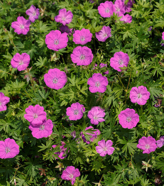 Max Frei Cranesbill (Geranium sanguineum 'Max Frei') - 1 gallon