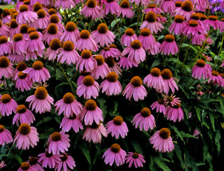 Kim's Knee High™ Coneflower (Echinacea purpurea 'Kims Knee High') - half gallon
